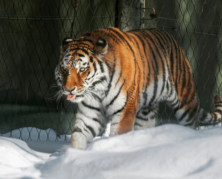 a tiger walking through a fenced in enclosure