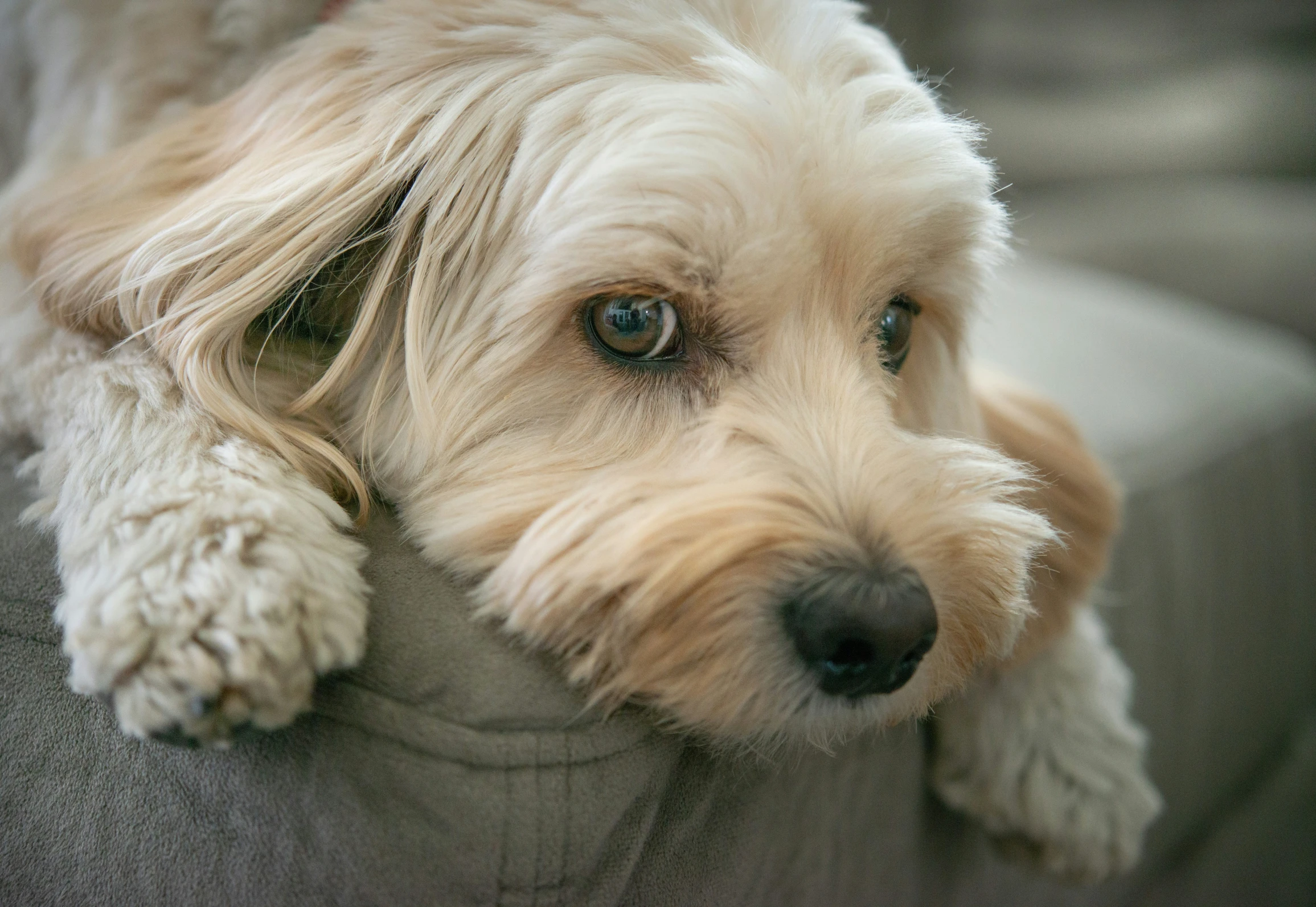 a white dog laying down on a grey sofa