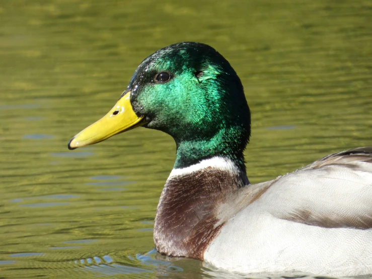 the head and neck of a duck swims in water