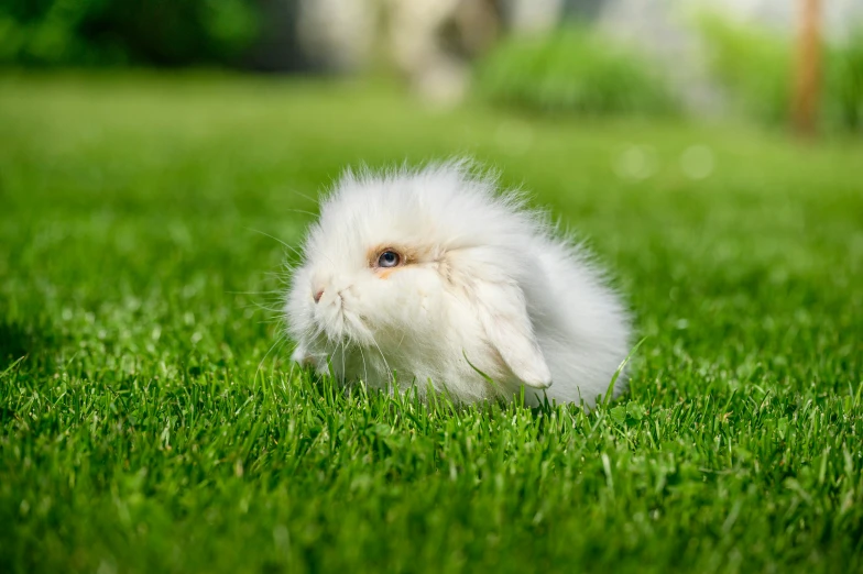 a small bunny is standing in some grass