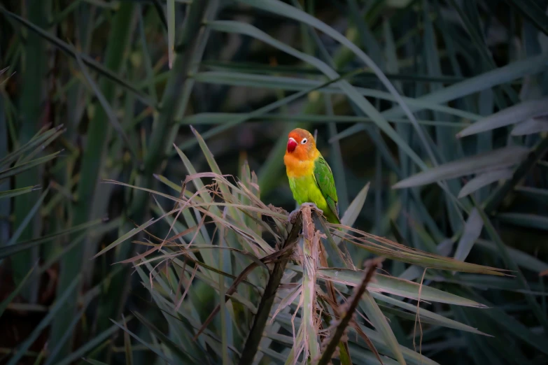 a small colorful bird sitting on top of a dry grass plant