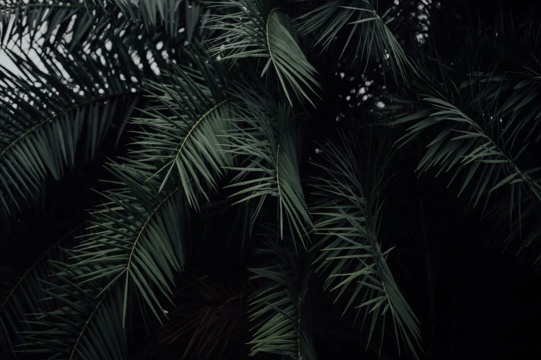 a palm tree's leaves with light shining through