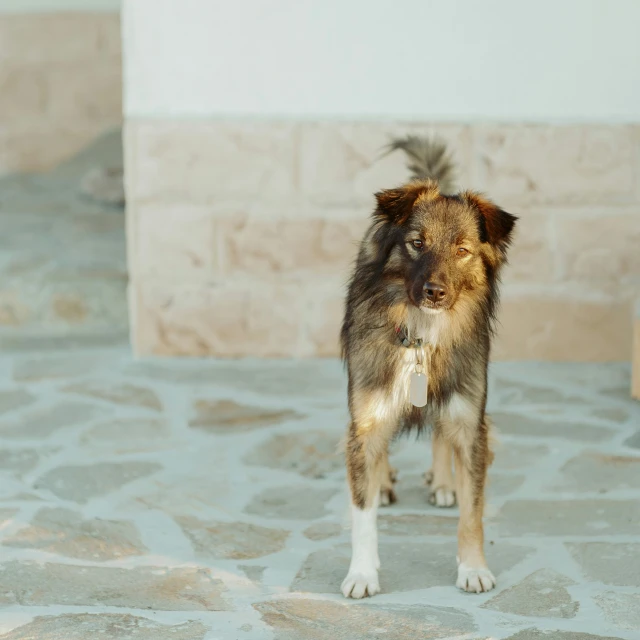 a brown dog standing on the sidewalk next to a wall