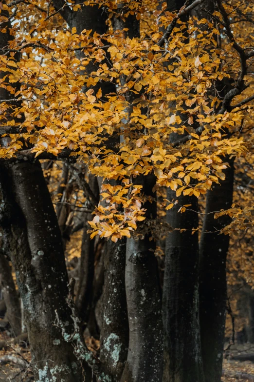 a row of trees with yellow leaves on them