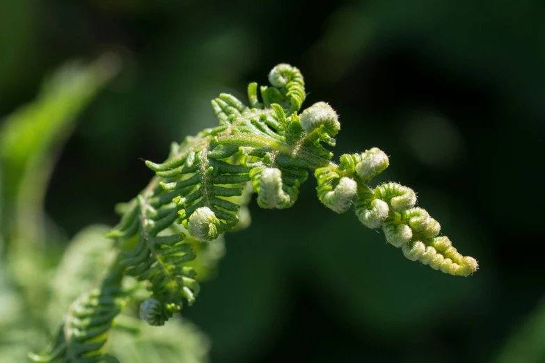 a green plant that is in some dirt