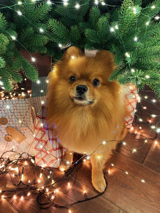 a fluffy brown dog sitting next to a christmas tree