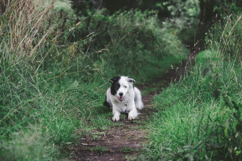 a dog is standing on a path in tall grass