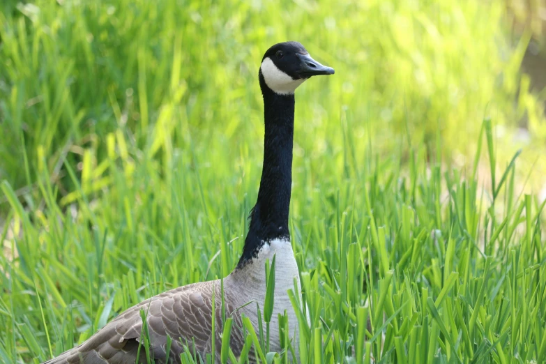 a goose in the grass on a sunny day