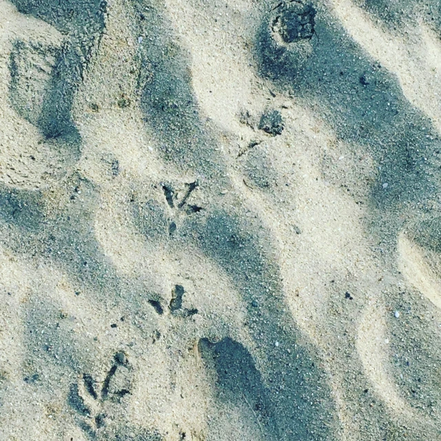 some footprints on the sand that are brown and black