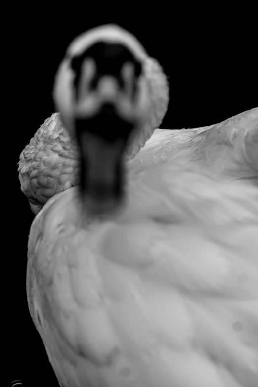 a close up of the end of a goose