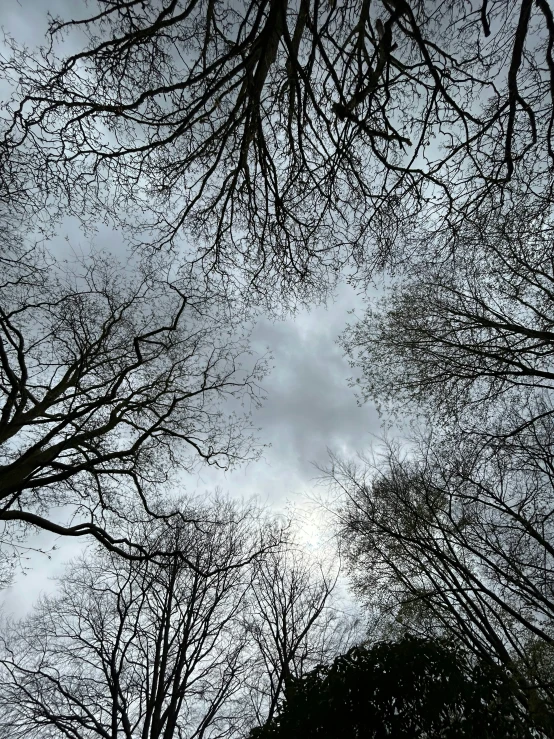 many trees under a gloomy sky with no leaves on them