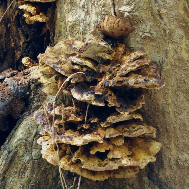 a small pile of mushrooms growing on a tree