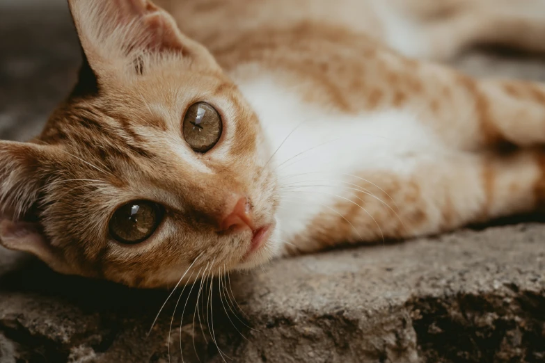 an orange and white cat laying down on top of some rocks