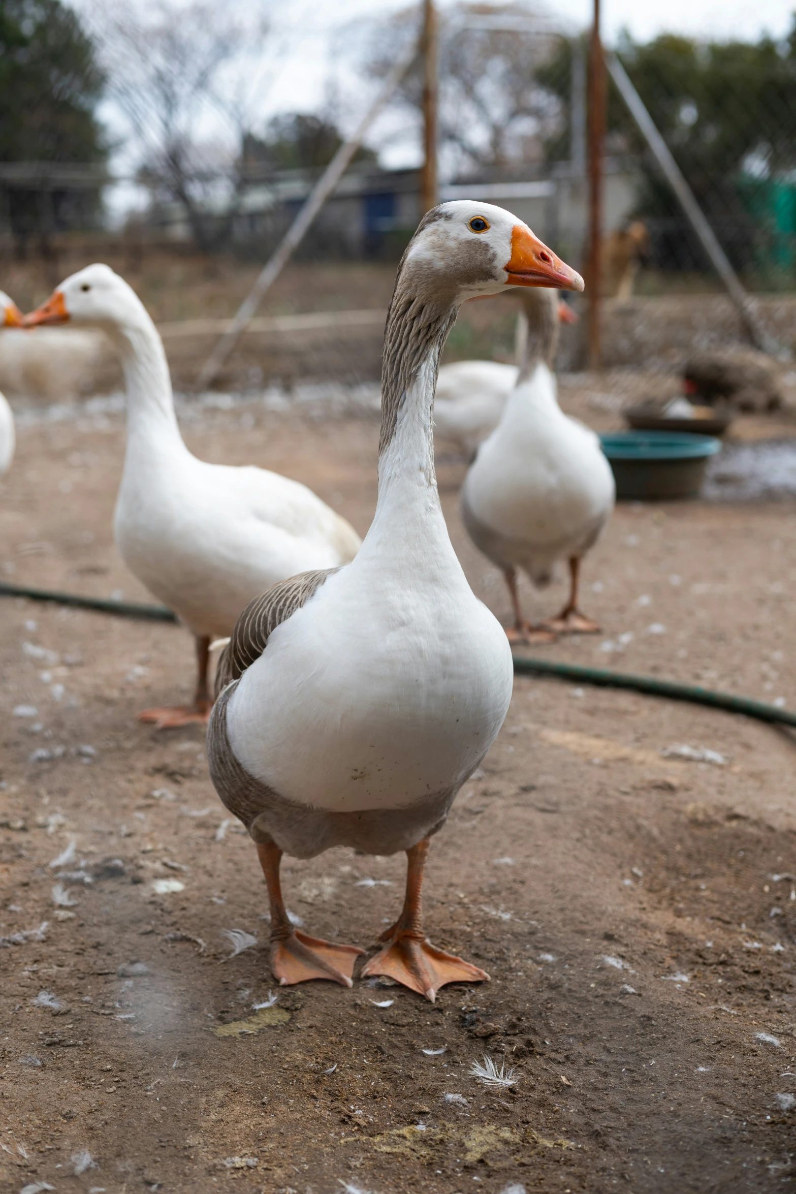 four white ducks walk together on the ground