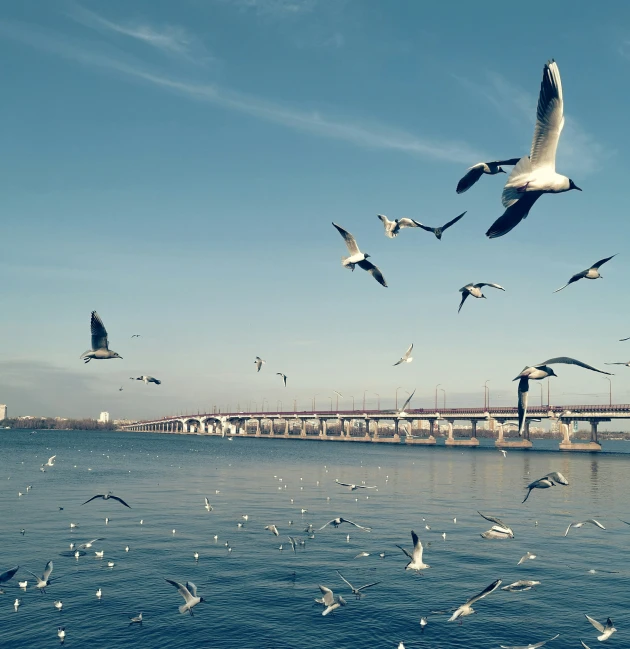 many seagulls flying over a large body of water