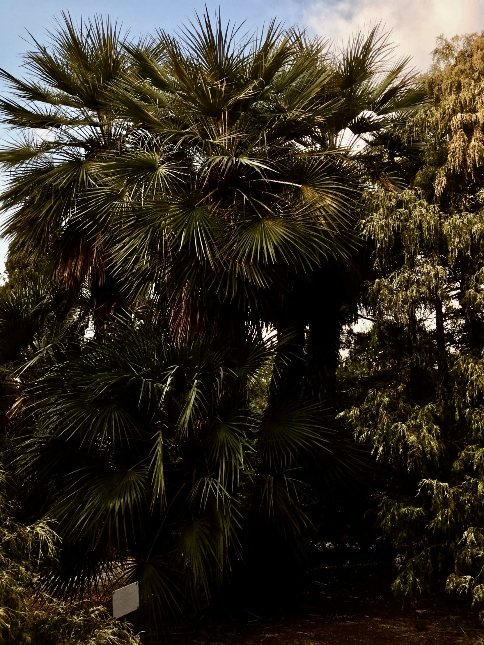 the view of a tree from the ground