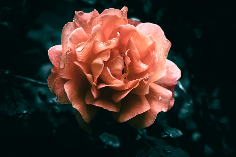 an orange rose sitting on a table near some leaves