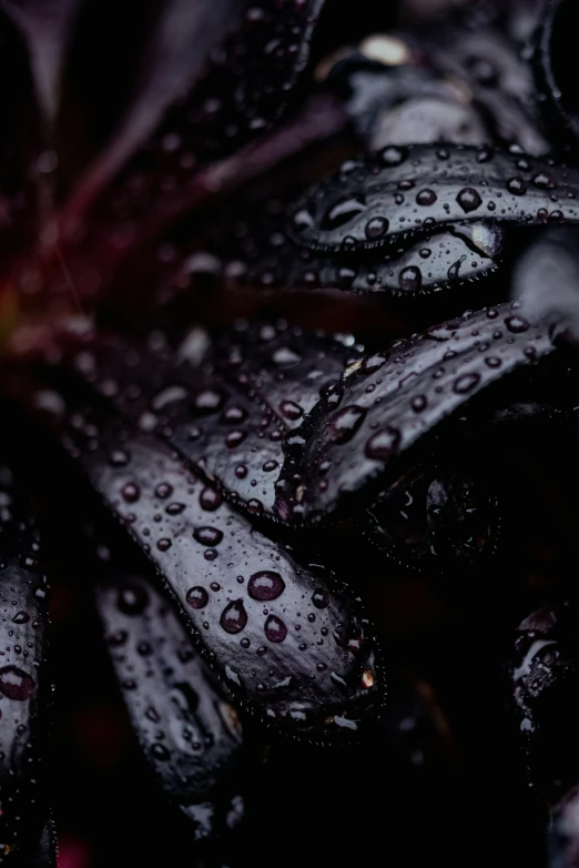 water droplets are seen on purple flowers