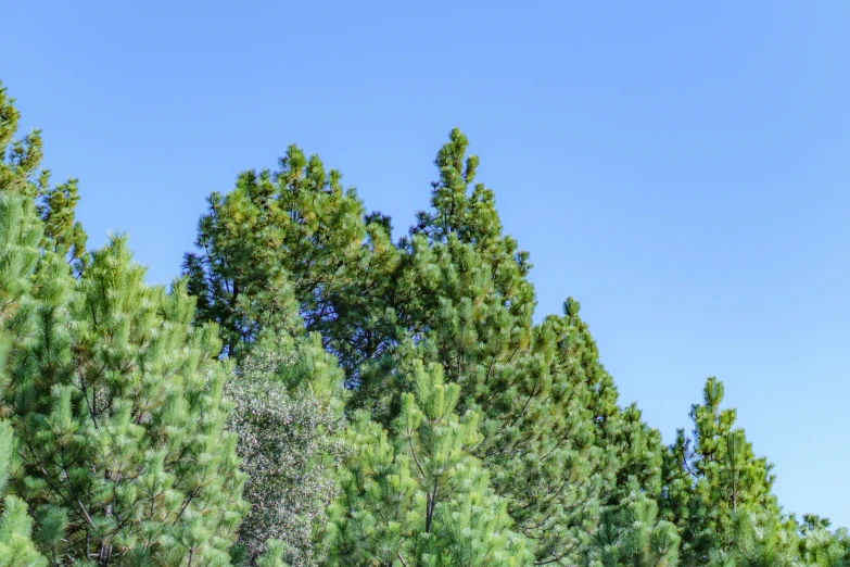 green trees on the side of a clear blue sky