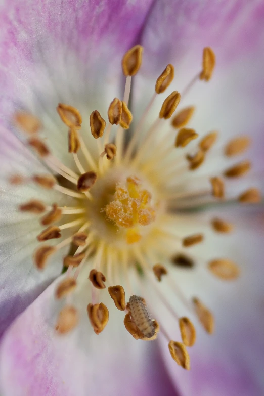 a close up view of a flower that is blossoming