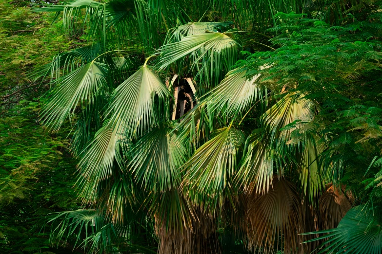 several palm trees with two people inside them