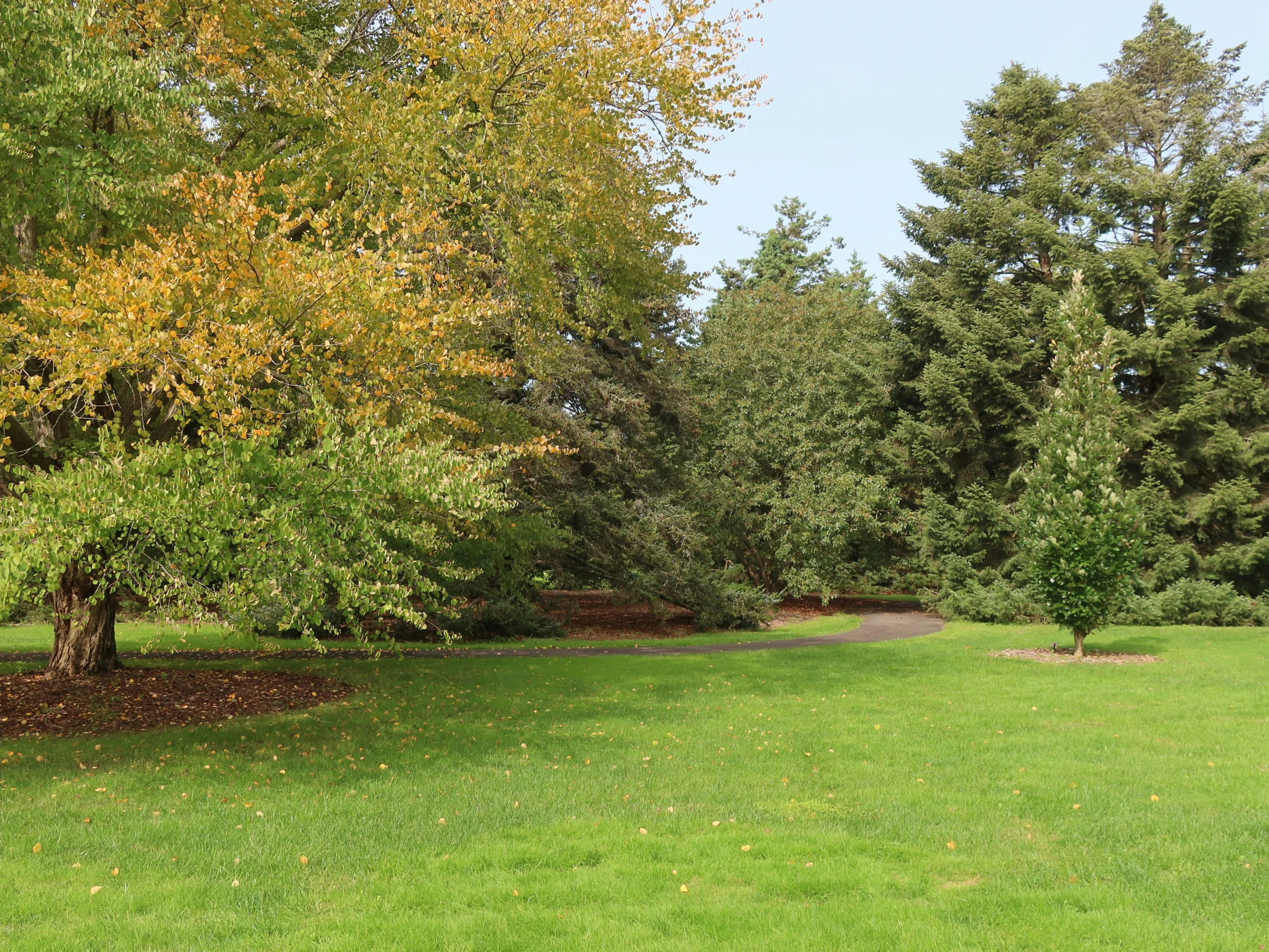 the green grassy area has a yellow tree near by