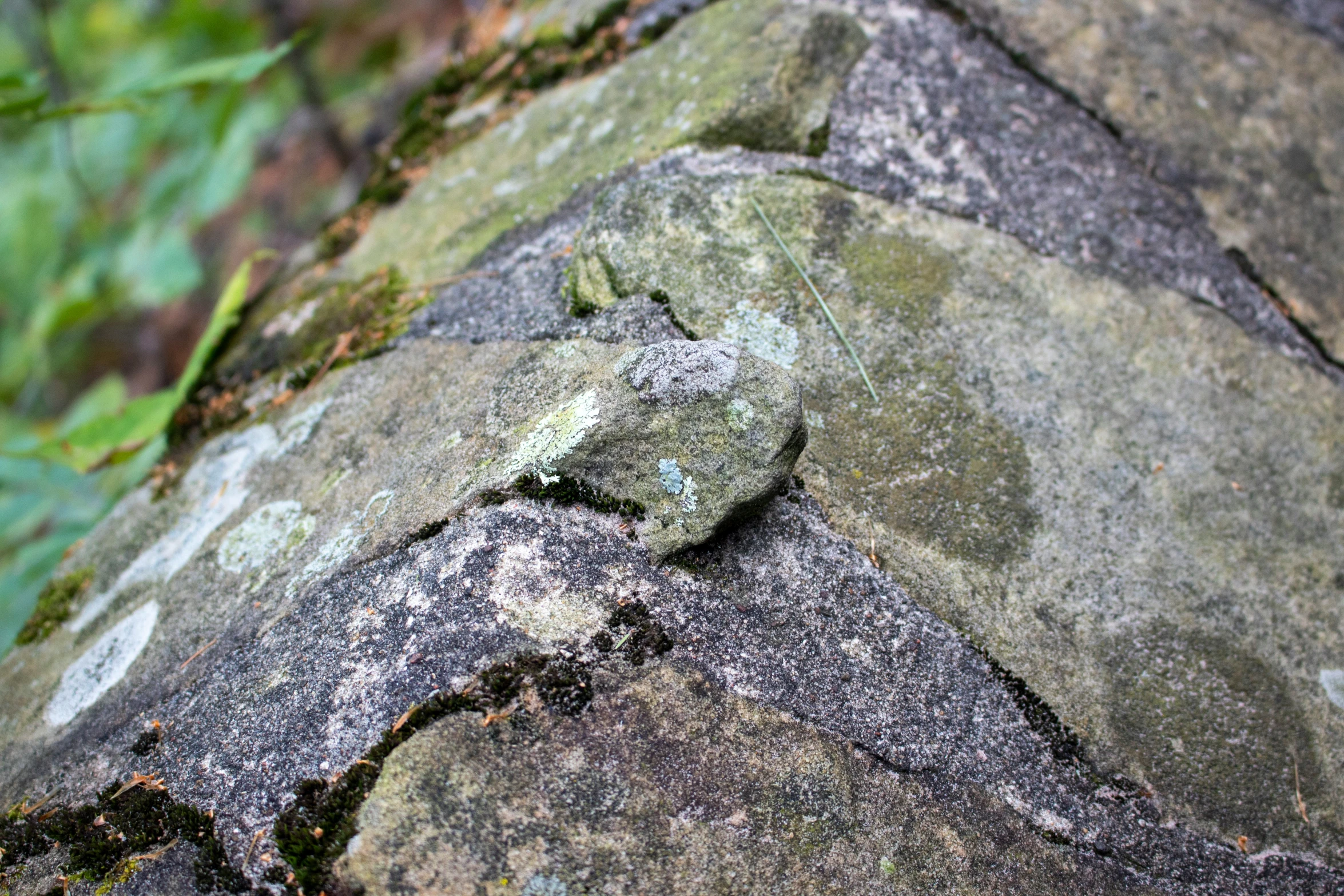 small green lizard hiding among gray stones