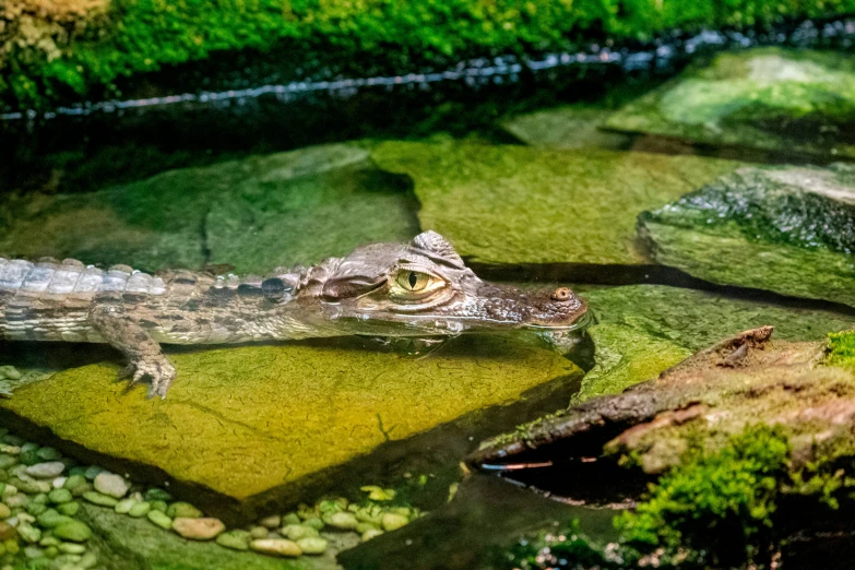 an alligator in the water surrounded by plants and other plants