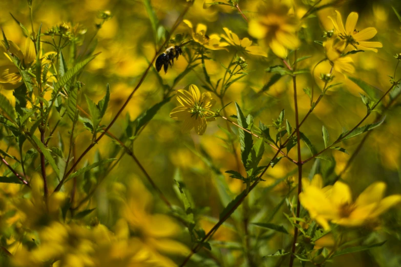 a close up of some very pretty yellow flowers