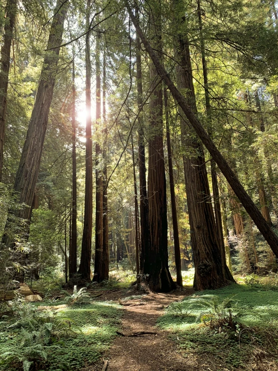 the sun shines through the tall trees in a forest