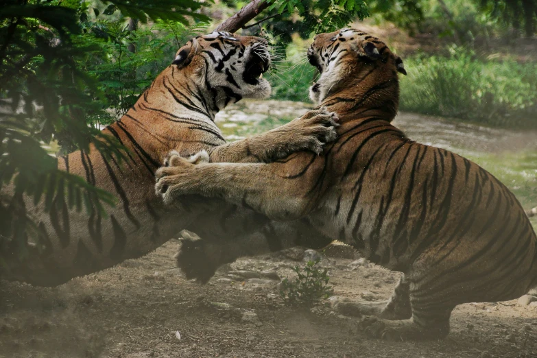 two tigers are playing together under a tree