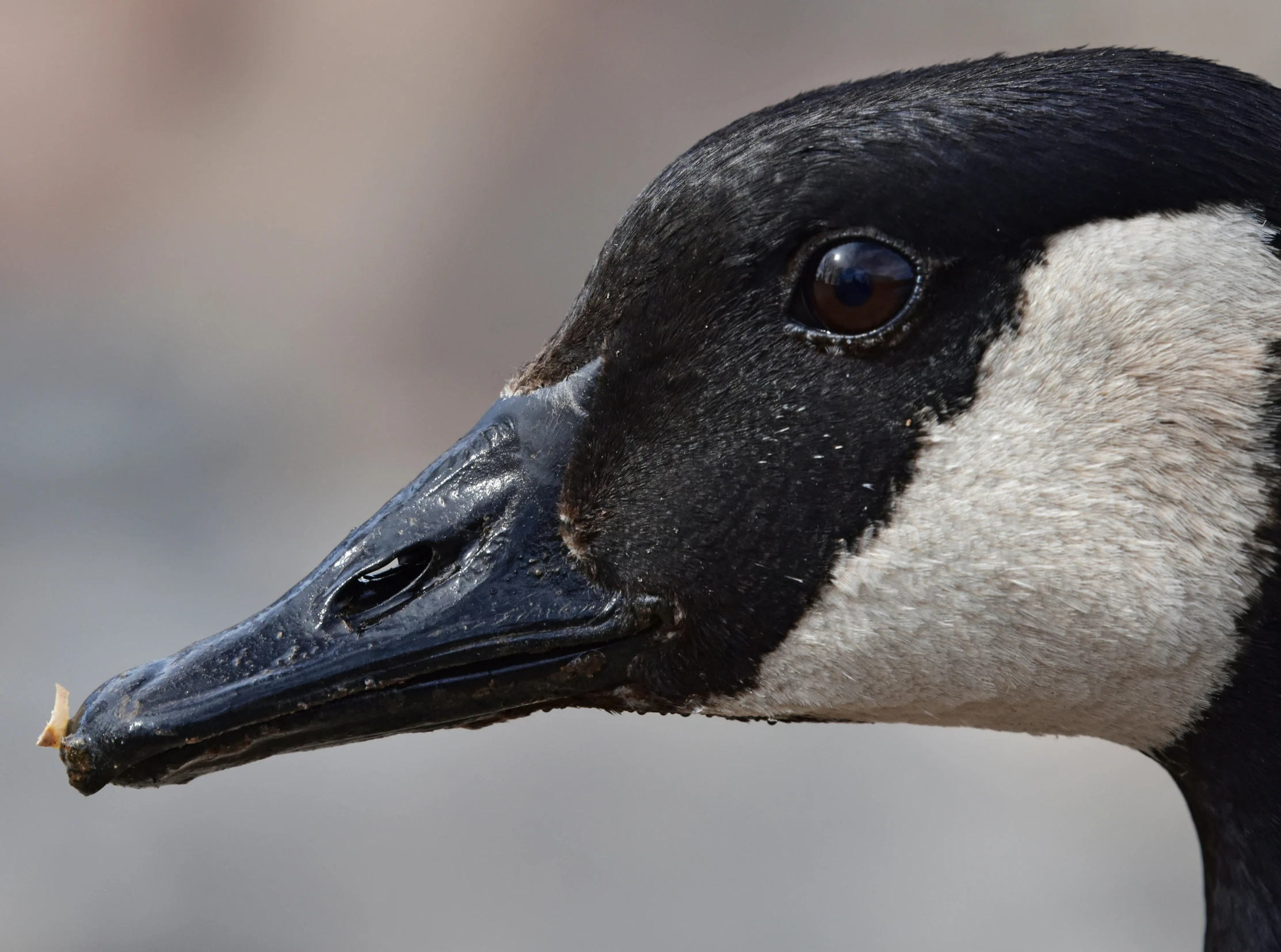 a bird with a white head is looking to the left