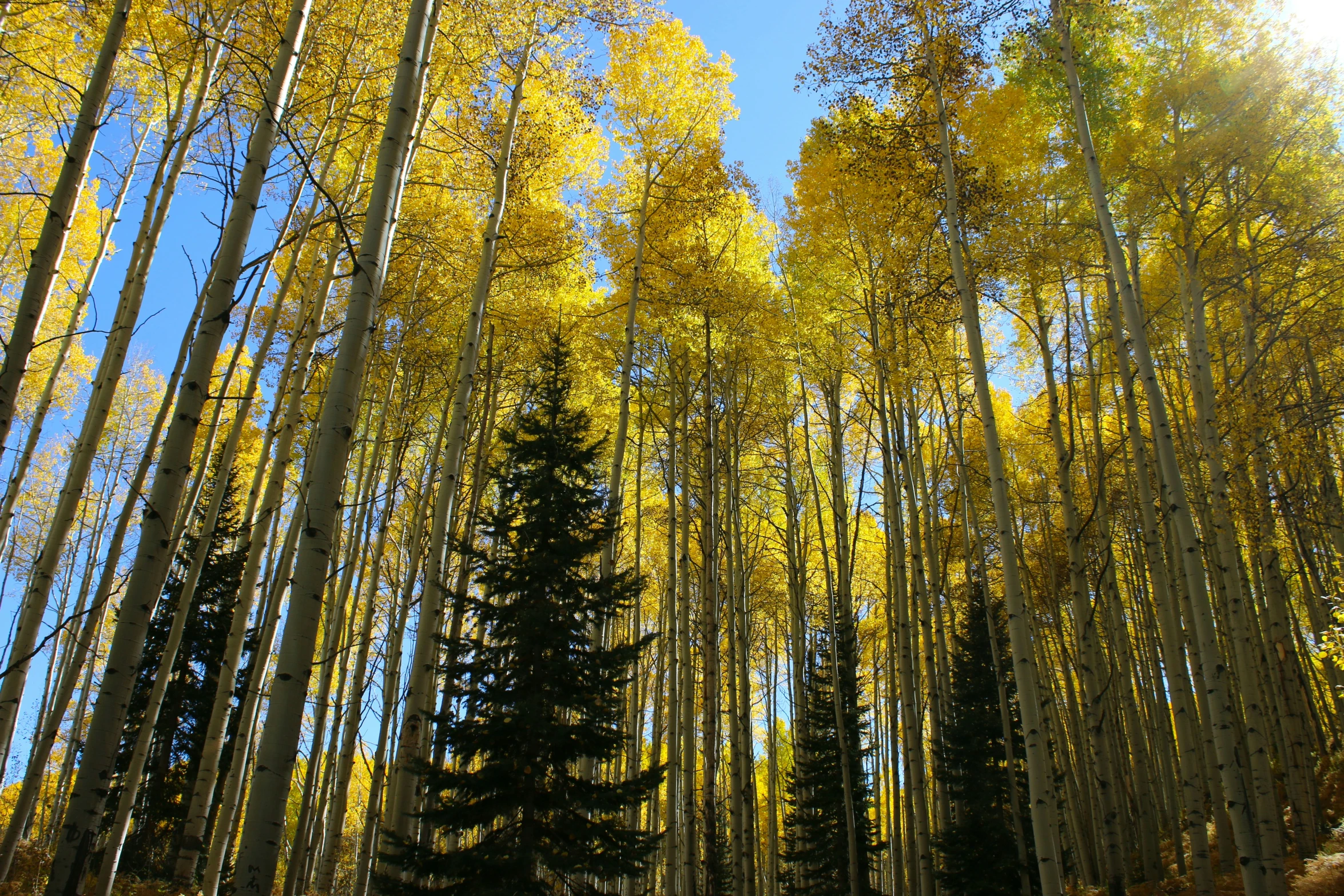 the forest is full of many trees with bright yellow leaves