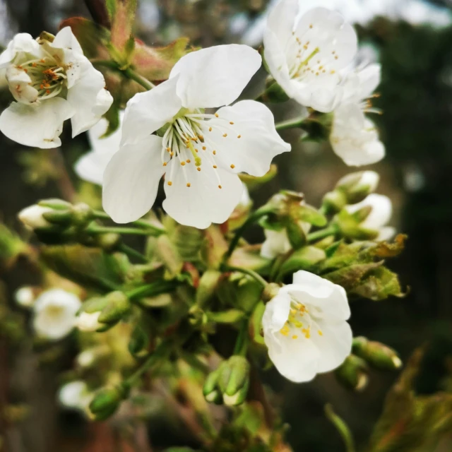 a bunch of white flowers that are blooming