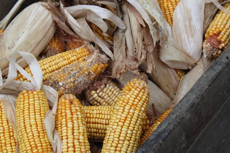 corn is placed in a container on the ground