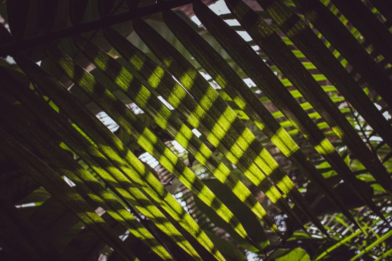 a picture taken through a glass fence with plants in the background