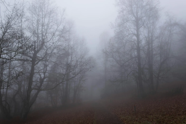 a foggy day with trees and leaves