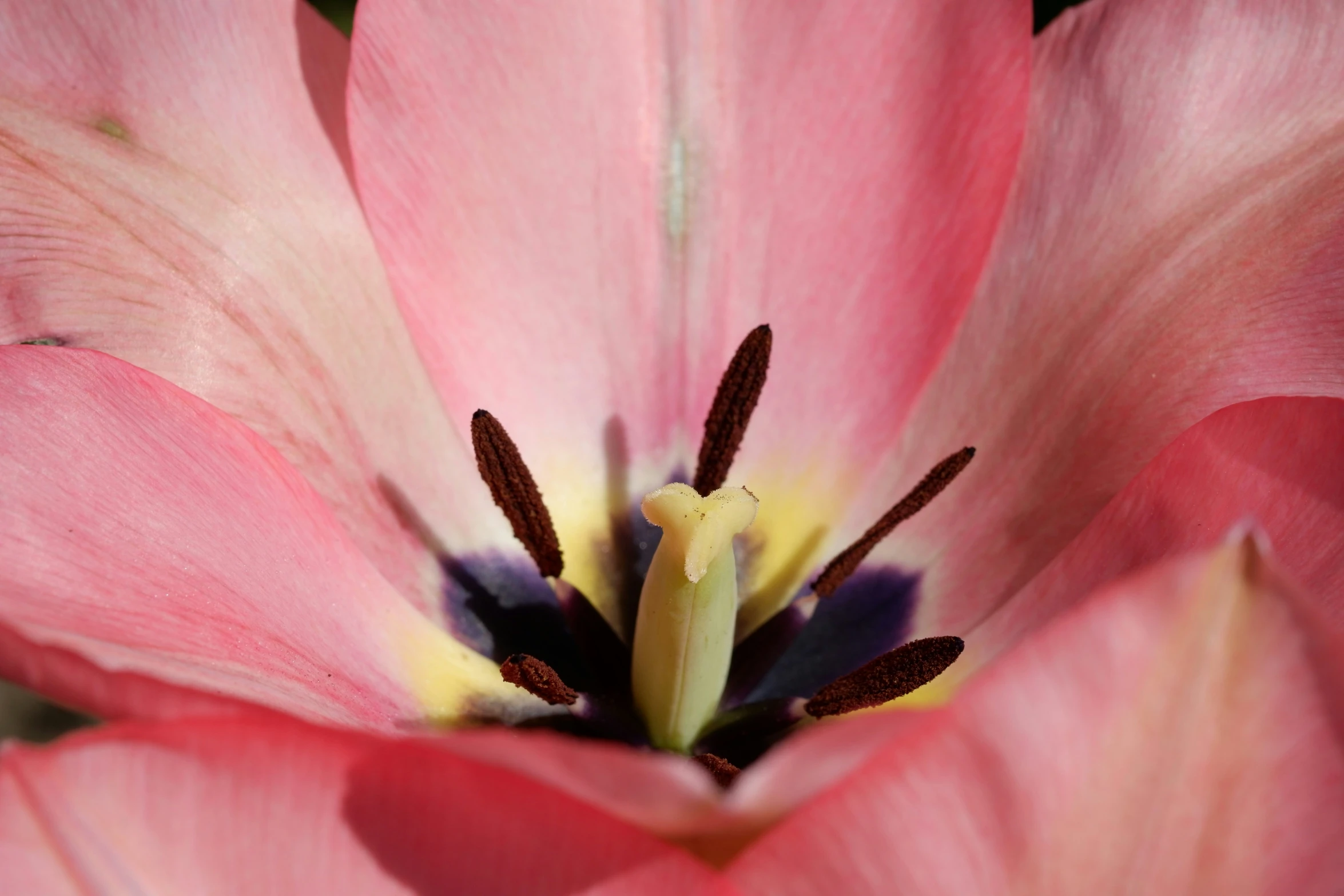 a close up po of a pink flower