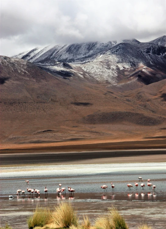 a herd of flamingos standing in the water near mountains