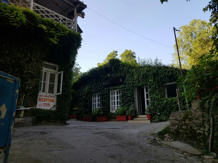 green plants growing on the side of buildings