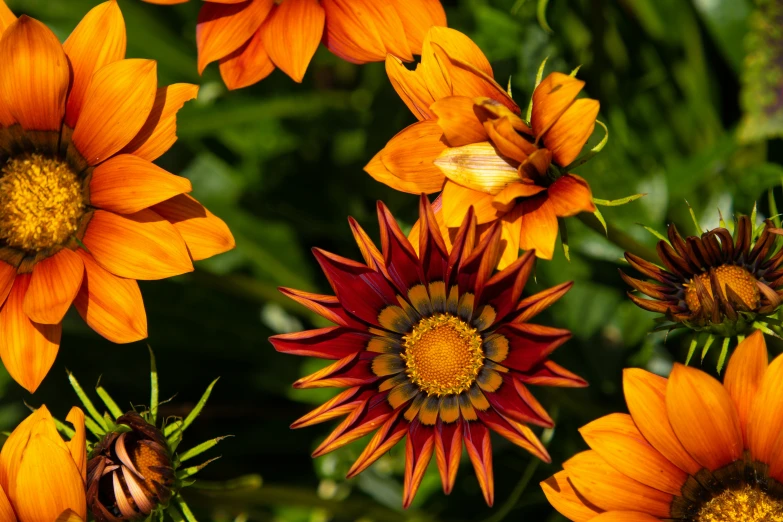 an orange flower has many orange centers