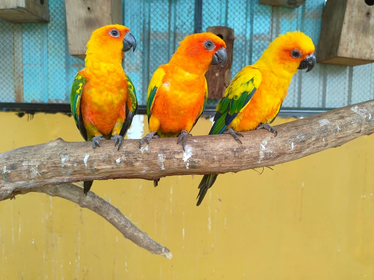 three birds sit on a nch near some other birds