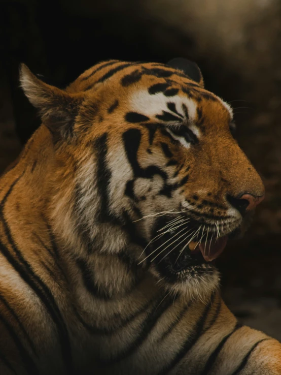 a tiger yawning at soing while sitting in the sun