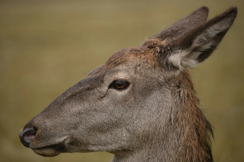 a close up po of a deer with an interesting nose