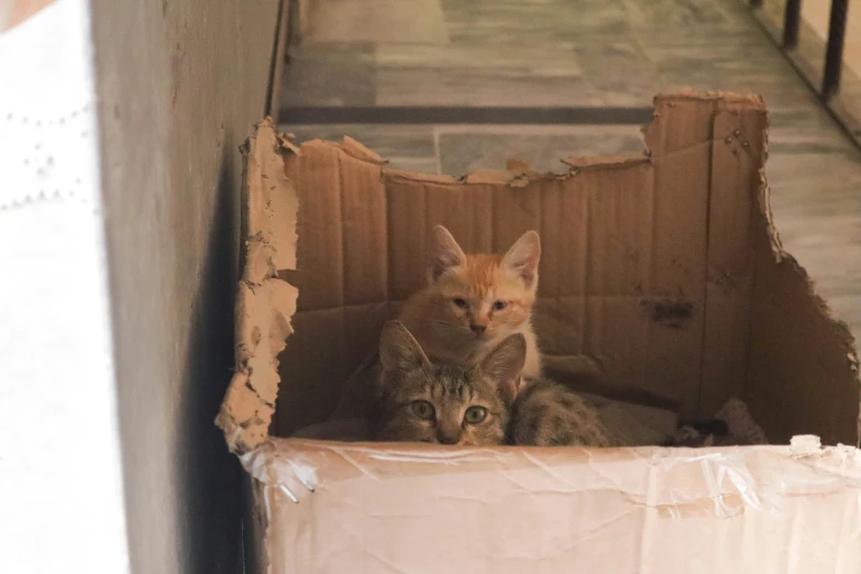 two cats sitting in a cardboard box near one another