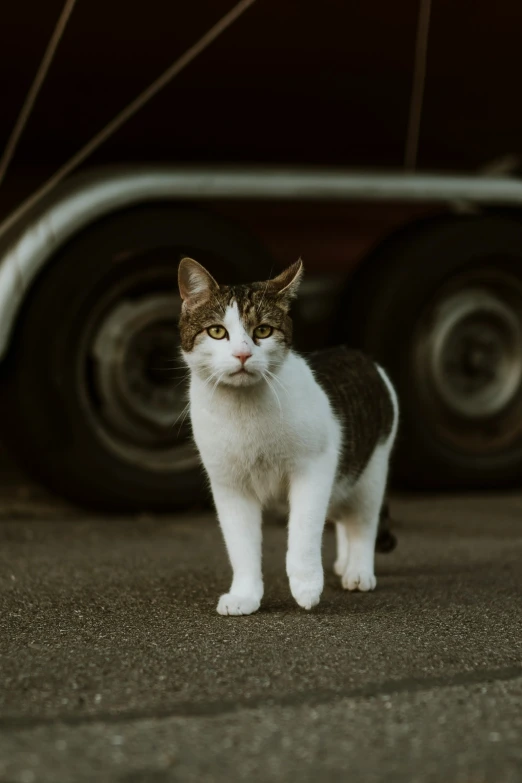 the cat is standing under the large trailer