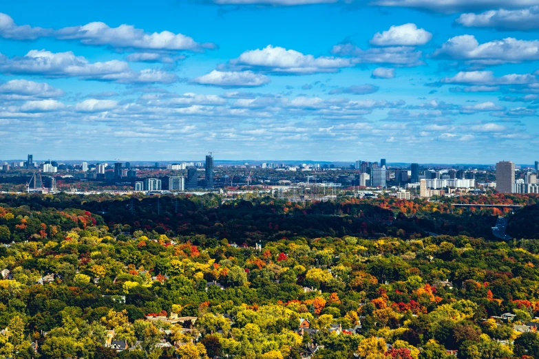 aerial view of green forested forest in city