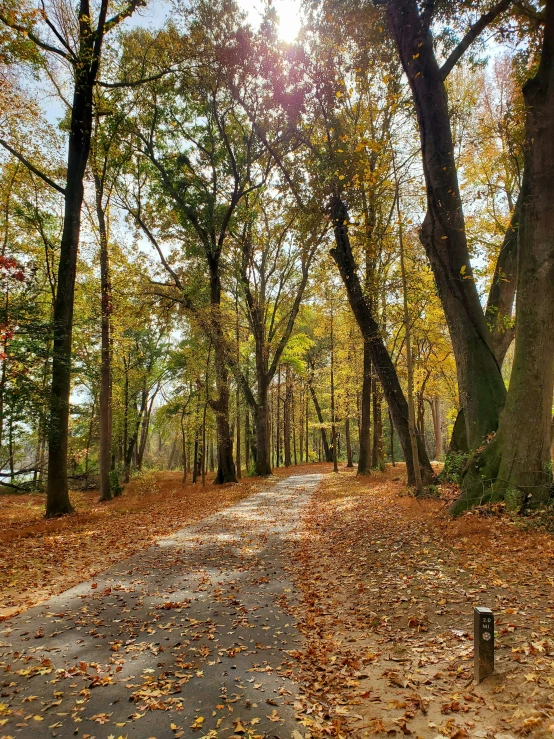 a leaf strewn street in a tree covered park