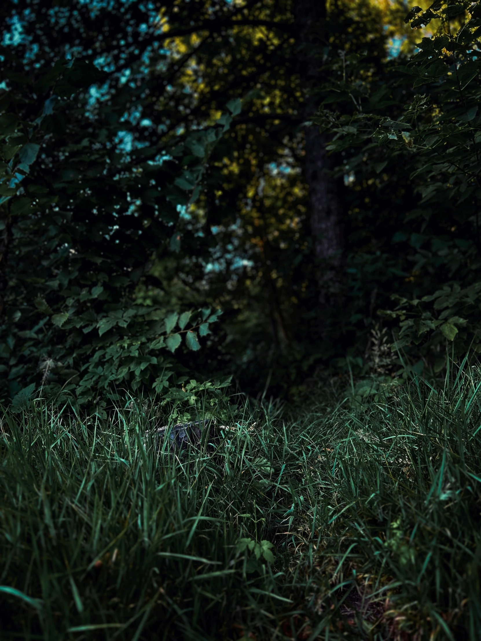 a stop sign is in the dark near a bunch of trees