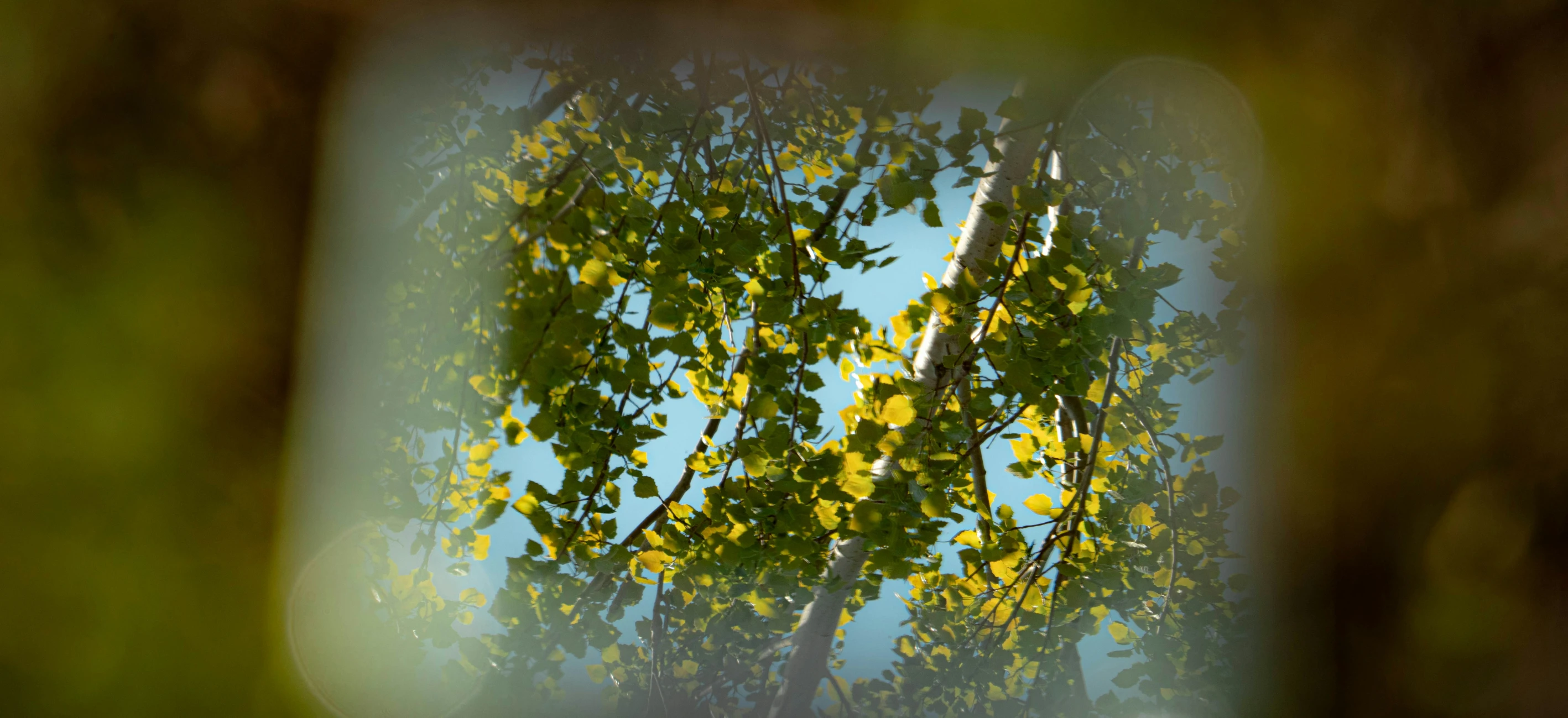 the reflection of a tree in the window